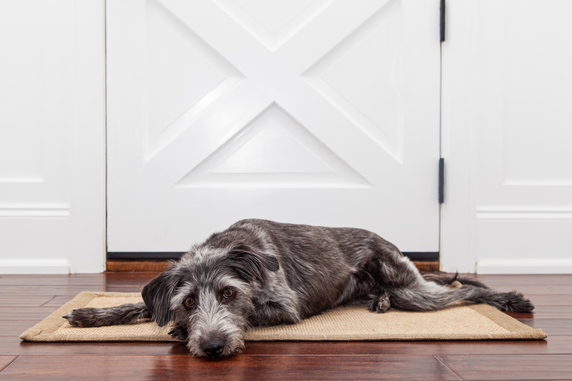 A grieving pet - how to help your pet overcome losing a loved one